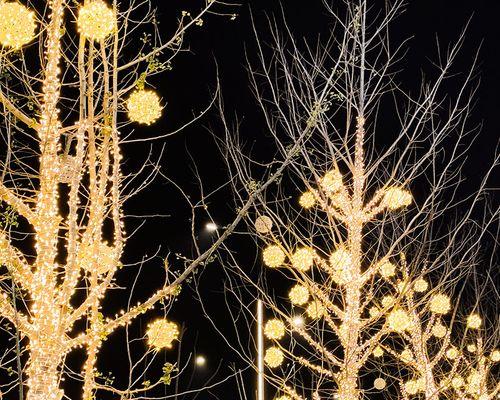 树有公母之分吗?哪些树具有雌雄之分? 树有公母之分吗?哪些树具有雌雄之分?