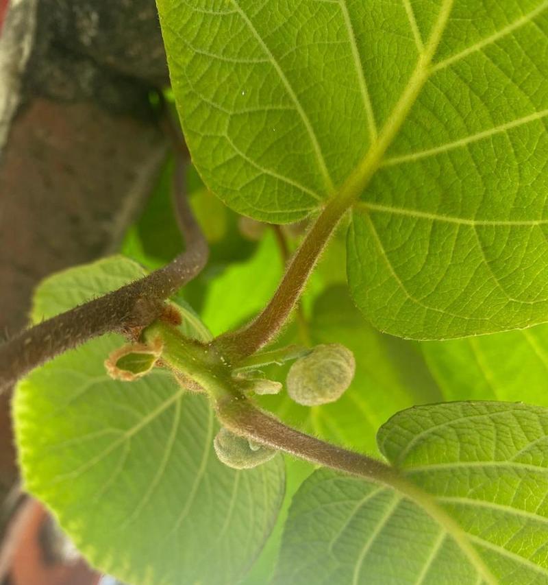 树有公母之分吗?哪些树具有雌雄之分? 树有公母之分吗?哪些树具有雌雄之分?