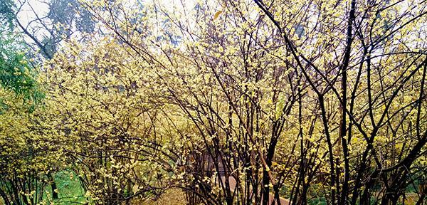 腊梅的根系是否发达？如何判断腊梅根系的健康状况？