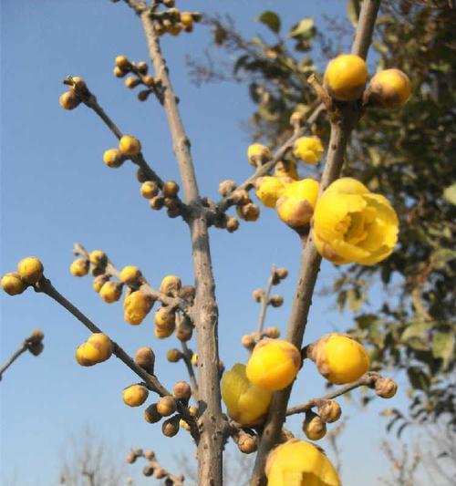 腊梅的根系是否发达？如何判断腊梅根系的健康状况？