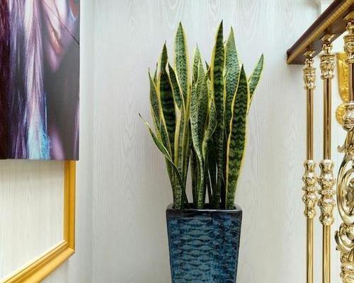 探索虎皮兰的寓意与风水摆放位置及禁忌（解读虎皮兰的象征意义和正确摆放方法）