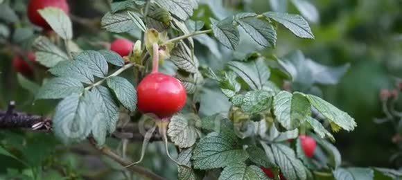 蔷薇的果实有什么用?它们的营养价值和用途是什么? 蔷薇的果实有什么用?它们的营养价值和用途是什么?