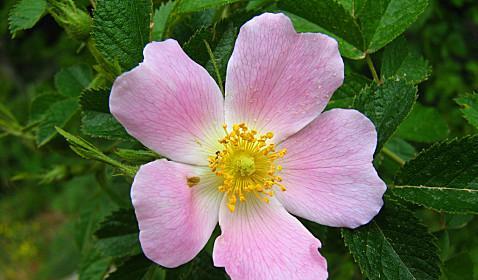 蔷薇的果实有什么用?它们的营养价值和用途是什么? 蔷薇的果实有什么用?它们的营养价值和用途是什么?