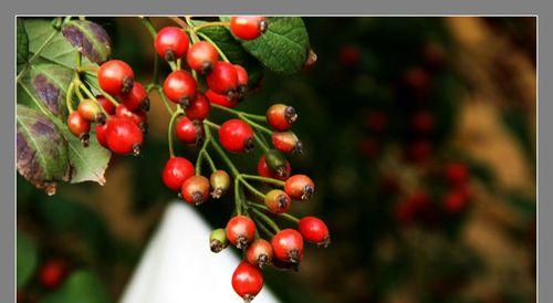 蔷薇的果实有什么用?它们的营养价值和用途是什么? 蔷薇的果实有什么用?它们的营养价值和用途是什么?