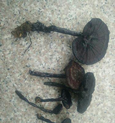 和灵芝很像的植物是什么？如何区分真假灵芝？