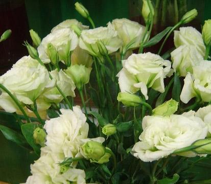 绿色洋桔梗（探寻绿色洋桔梗的花语和寓意）