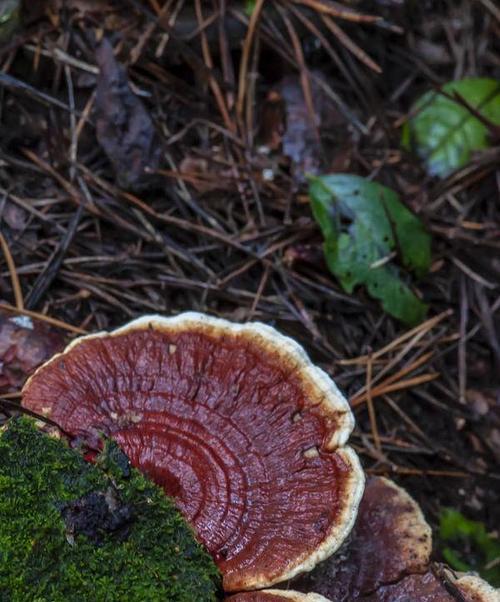和灵芝很像的植物是什么？如何区分真假灵芝？