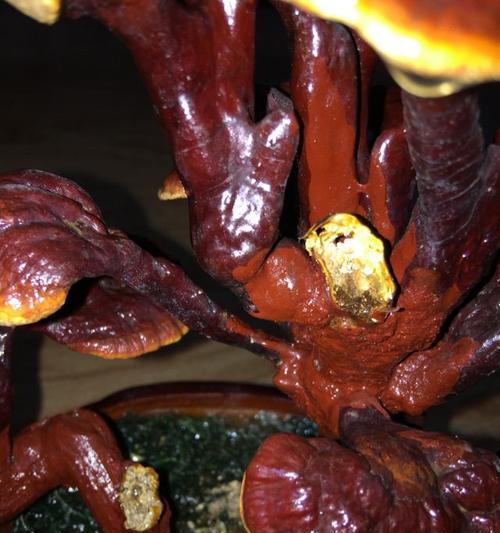 和灵芝很像的植物是什么？如何区分真假灵芝？