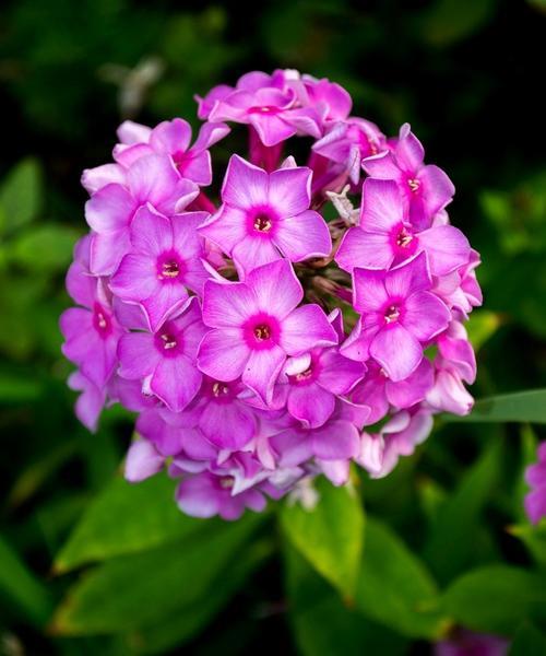 追寻福禄考花语的美丽神秘(揭开福禄考花语的奥秘)