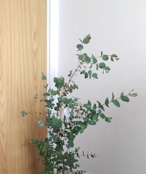 尤加利的香味对人体有害吗？使用时应注意什么？