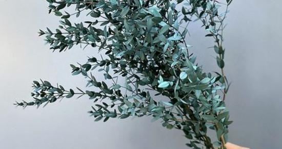 尤加利的香味对人体有害吗？使用时应注意什么？