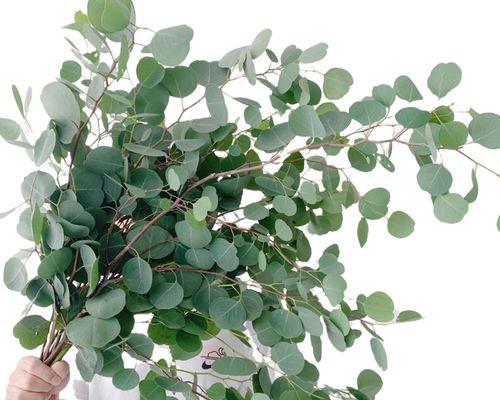 尤加利的香味对人体有害吗？使用时应注意什么？