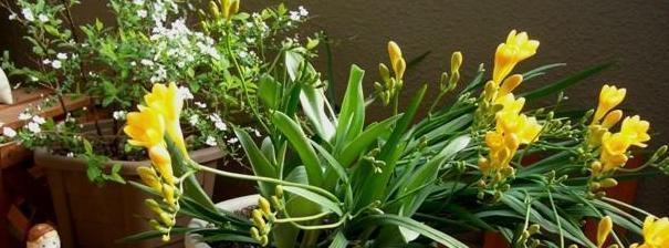 小苍兰有毒性吗？室内养护需要注意什么？