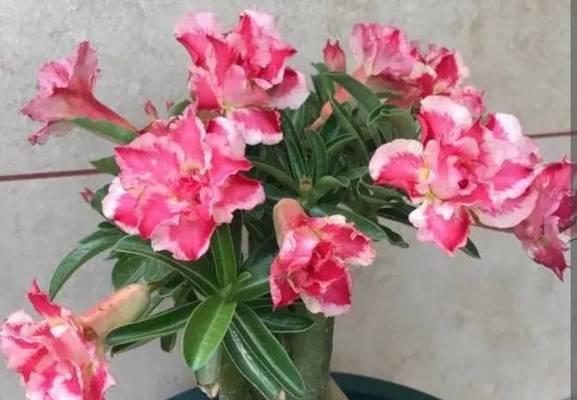 沙漠玫瑰是否需要避免阳光直射?晒太阳对它有什么影响? 沙漠玫瑰是否需要避免阳光直射?晒太阳对它有什么影响?