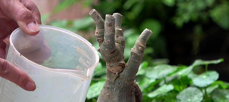 沙漠玫瑰是否需要避免阳光直射?晒太阳对它有什么影响? 沙漠玫瑰是否需要避免阳光直射?晒太阳对它有什么影响?