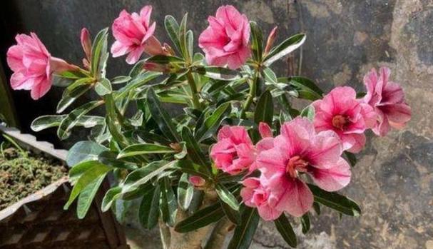 沙漠玫瑰是否需要避免阳光直射?晒太阳对它有什么影响? 沙漠玫瑰是否需要避免阳光直射?晒太阳对它有什么影响?