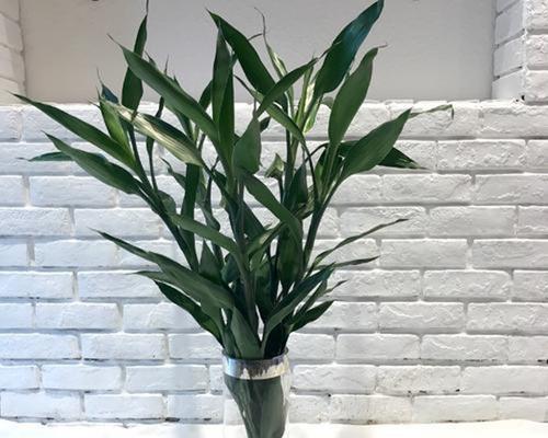 富贵椰子的风水寓意与摆放位置（寻找福运的秘密——揭示富贵椰子的风水奥秘）