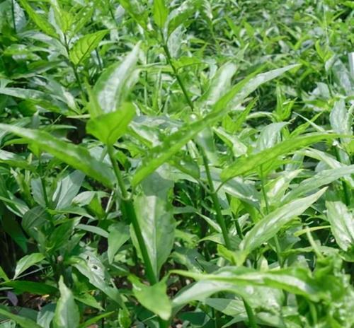 救命草长什么样？如何识别救命草的特征？