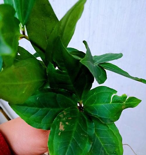 救命草长什么样？如何识别救命草的特征？