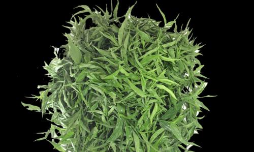 救命草长什么样？如何识别救命草的特征？