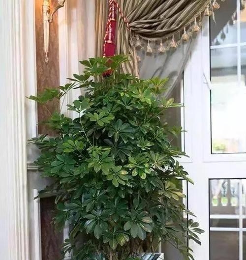 发财树(提升财运的秘密武器)