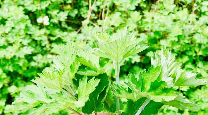 艾叶草的多种用途是什么？艾叶草的益处有哪些？