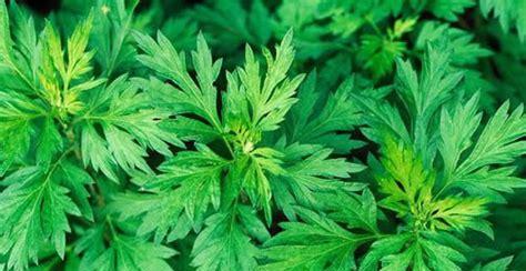 艾叶草的多种用途是什么？艾叶草的益处有哪些？