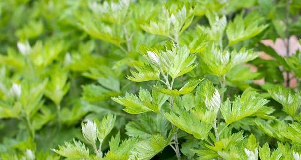 艾叶草的多种用途是什么？艾叶草的益处有哪些？