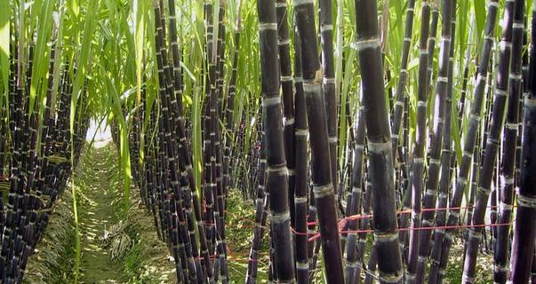 甘蔗的象征意义及寓意剖析（探索甘蔗的象征与寓意）