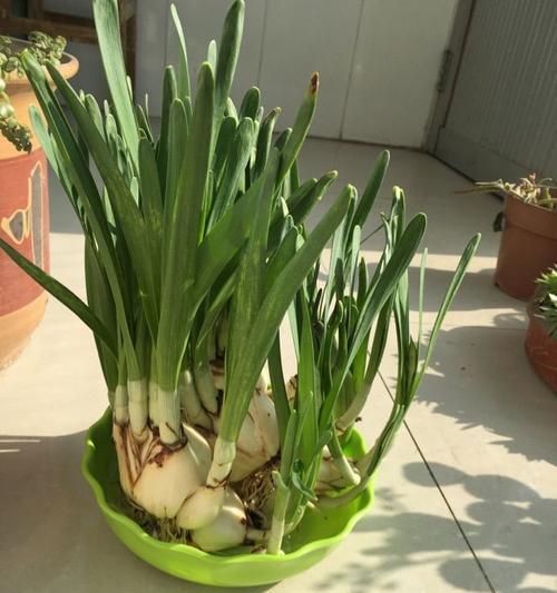 水仙花烂叶子怎么办?如何有效预防和处理? 水仙花烂叶子怎么办?如何有效预防和处理?