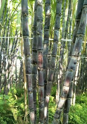 甘蔗的象征意义及寓意剖析（探索甘蔗的象征与寓意）