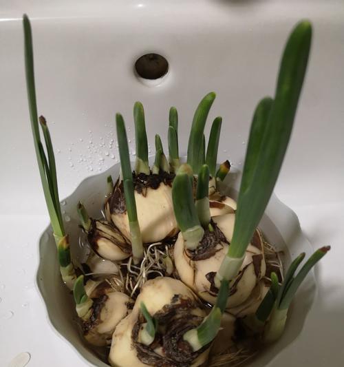 水仙花烂叶子怎么办?如何有效预防和处理? 水仙花烂叶子怎么办?如何有效预防和处理?