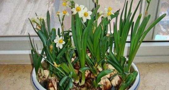 水仙花烂叶子怎么办?如何有效预防和处理? 水仙花烂叶子怎么办?如何有效预防和处理?