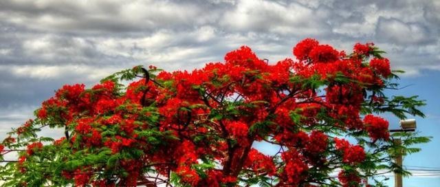 凤凰树——生命与希望的象征（探寻凤凰树的独特魅力）