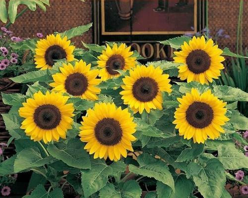 向日葵快速开花的秘诀是什么？如何加速向日葵的生长周期？