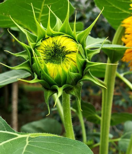 向日葵快速开花的秘诀是什么？如何加速向日葵的生长周期？