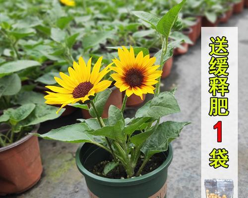 向日葵快速开花的秘诀是什么？如何加速向日葵的生长周期？