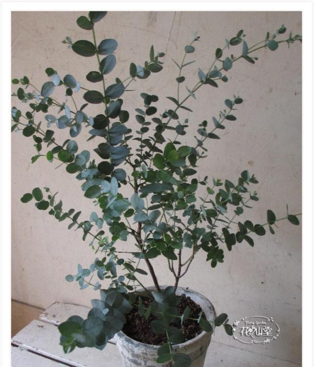 银叶桉水养可行吗？水养银叶桉的正确方法是什么？