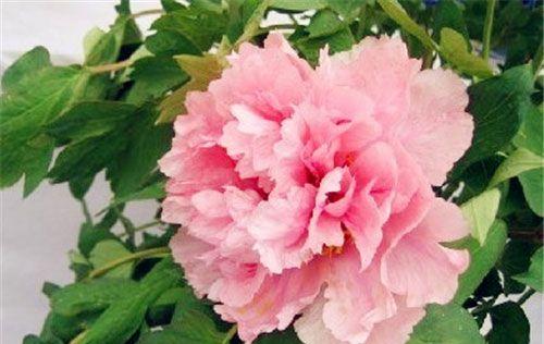 以巴西野牡丹花语（以巴西野牡丹花的花语意义及文化背景）