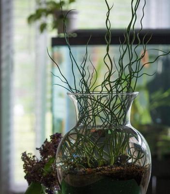 银叶桉水养可行吗？水养银叶桉的正确方法是什么？