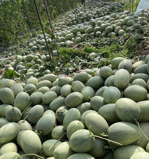 哈密瓜原产地在哪里？哈密瓜的起源和种植历史是什么？