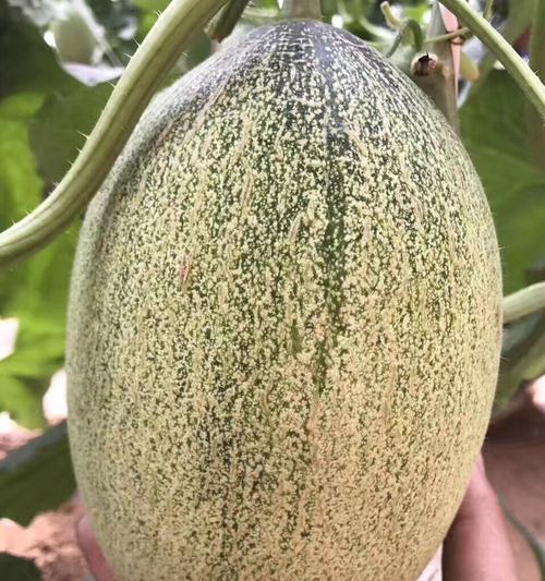 哈密瓜原产地在哪里？哈密瓜的起源和种植历史是什么？