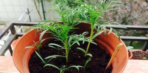 波斯菊一盆种几颗最合适？种植密度对生长有何影响？