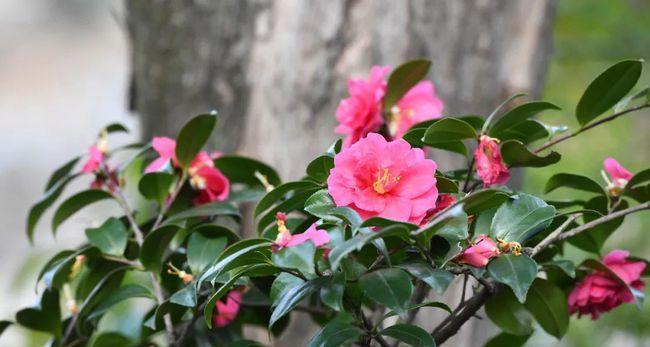 梅花生长需要哪些环境条件？梅花有哪些独特生长特点？
