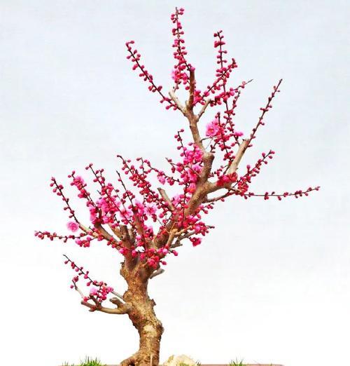 梅花生长需要哪些环境条件？梅花有哪些独特生长特点？