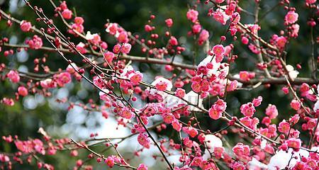梅花生长需要哪些环境条件？梅花有哪些独特生长特点？