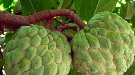 哪里的释迦果最美味？如何辨别优质释迦果？