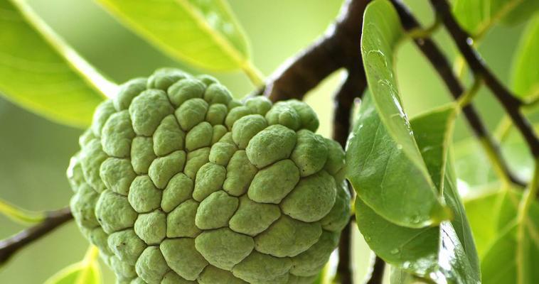 哪里的释迦果最美味？如何辨别优质释迦果？