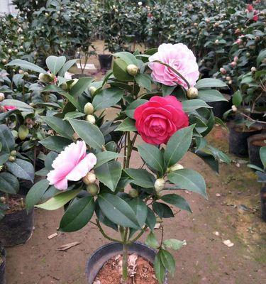 四季茶花浇水频率是多少？如何正确浇水以保持健康生长？