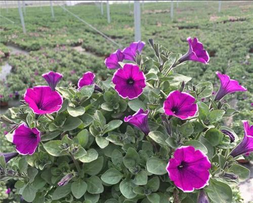 矮牵牛可以地栽吗？地栽矮牵牛的注意事项有哪些？